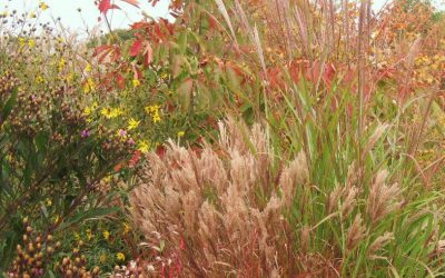 Gardening with Grasses. Go Wild in your Garden!