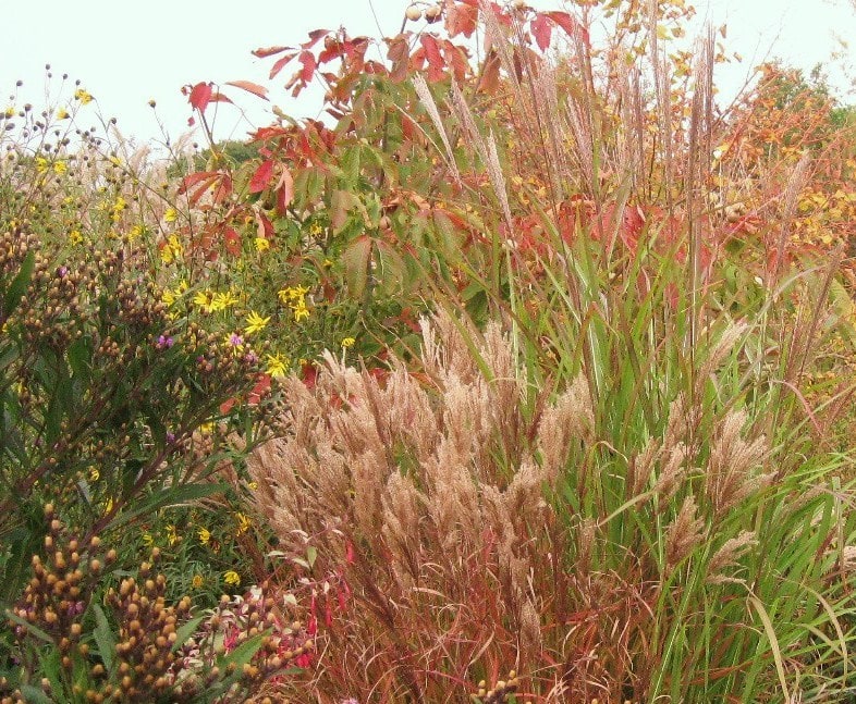 Gardening with Grasses. Go Wild in your Garden!