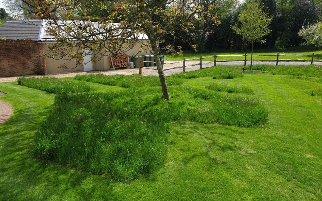 Making a wild flower meadow: Using Seed and turf