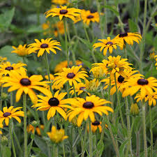 My top 5 Perennials for a Sunny Garden