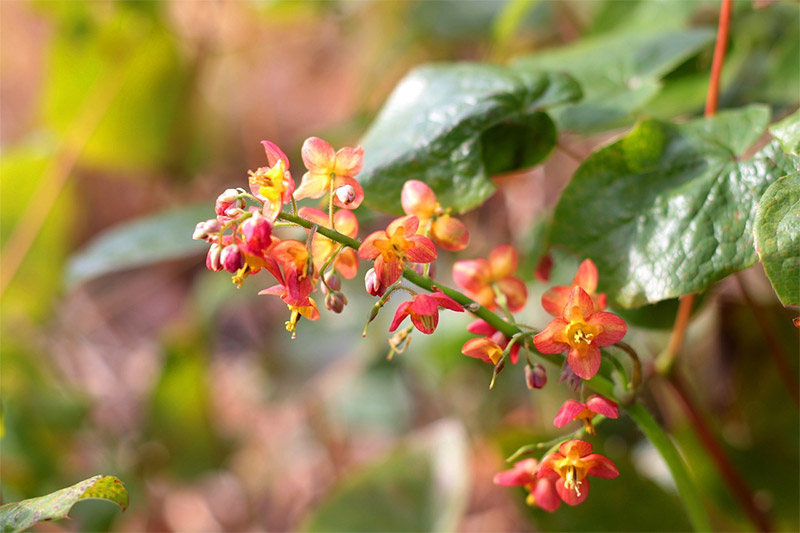 Epimedium warleyenseWarley Barrenwort Fairy Wings
