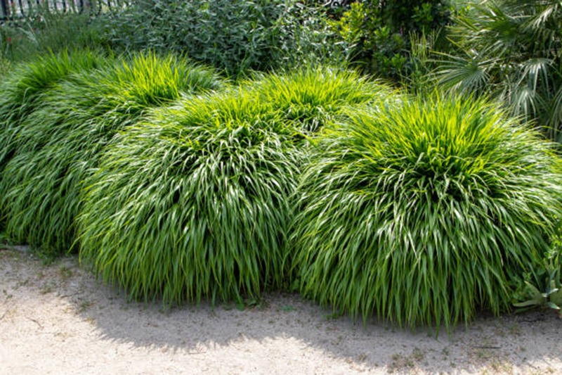 Hakone Grass in garden design