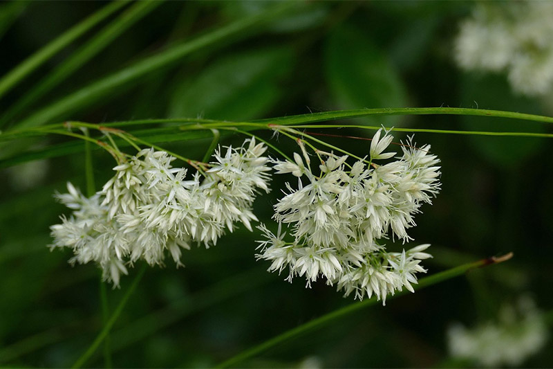 Luzula sylvatica Greater woodrush design