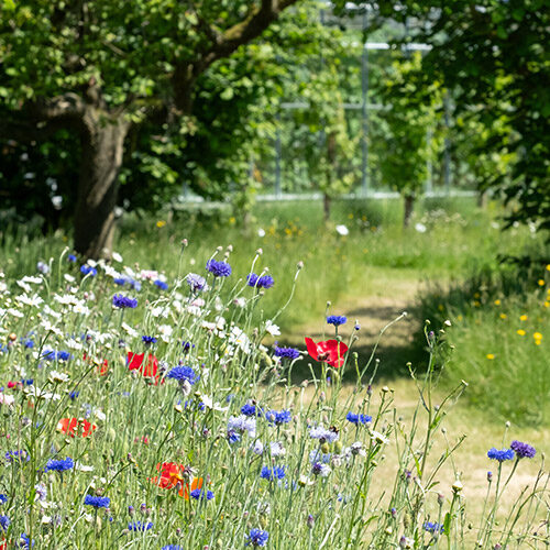 garden layout design designer sussex