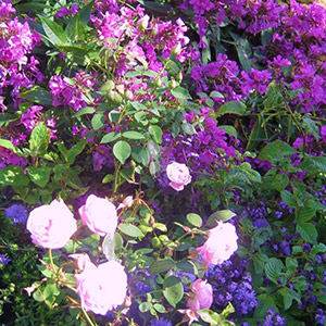 Discuss garden design brief