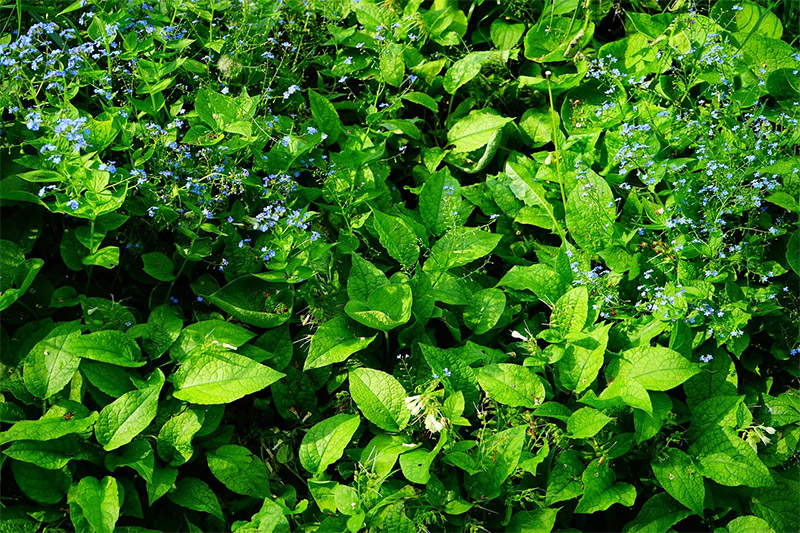 north facing brighton shrubs planting