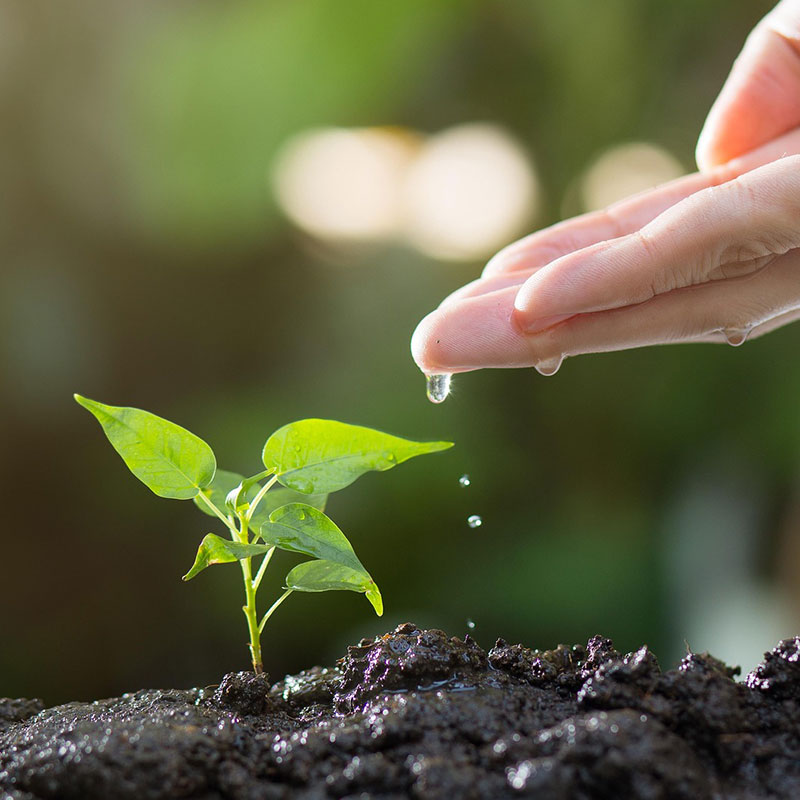 planting design aftercare maintenance sussex