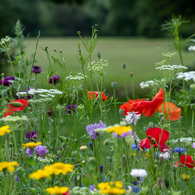 planting design mood board