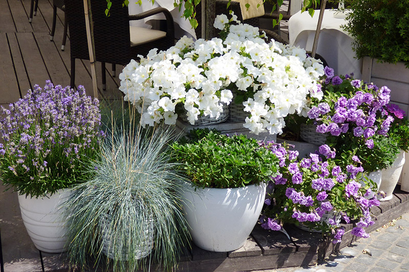 planting in pots advice