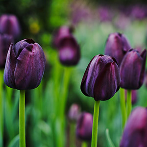 planting plants in east sussex garden