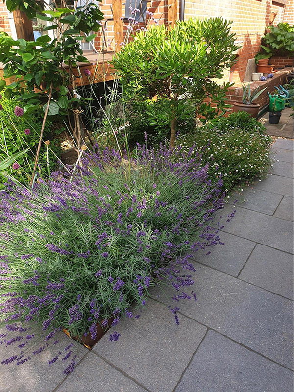 specialist planting designer hove